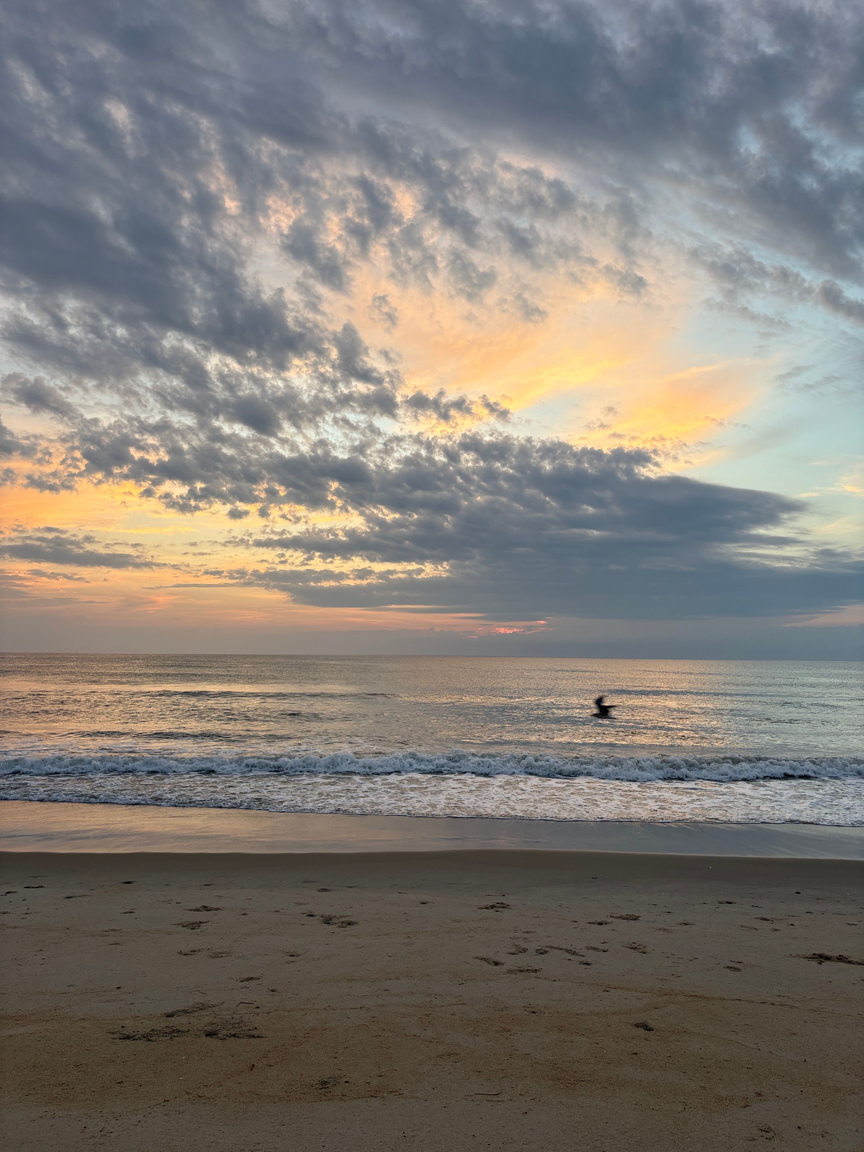 Golden-hour beach, breaking wave, bird over the water