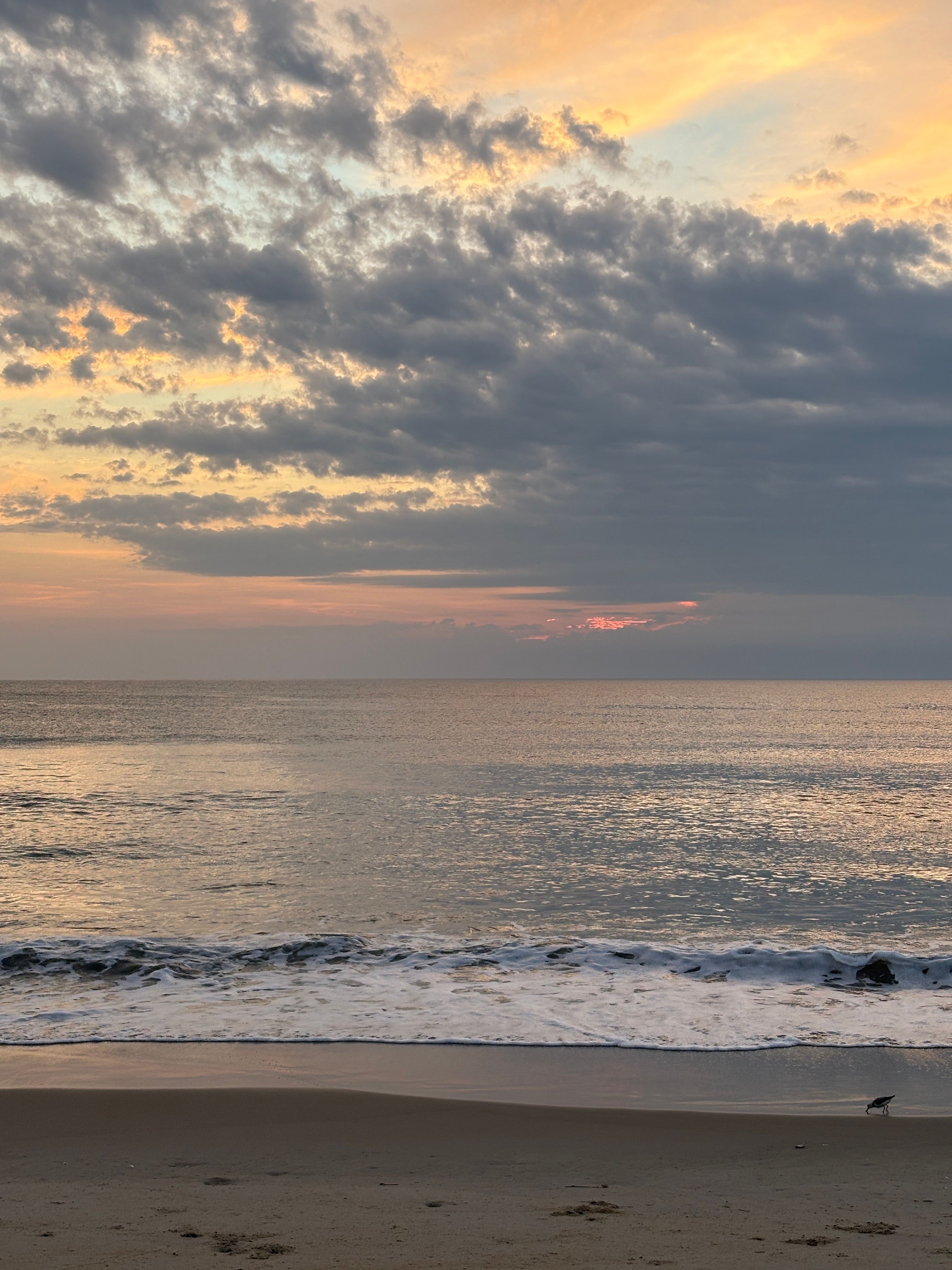 Golden-hour shoreline with a sandpiper and foam line